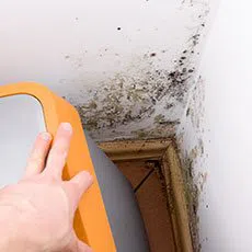 Palm Beach Restoration Expert Palm Beach, FL 561-379-1244 - sb-mold